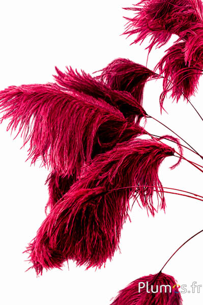 Panicule struisvogel - 35-40 cm - rood-natuurlijk grijs